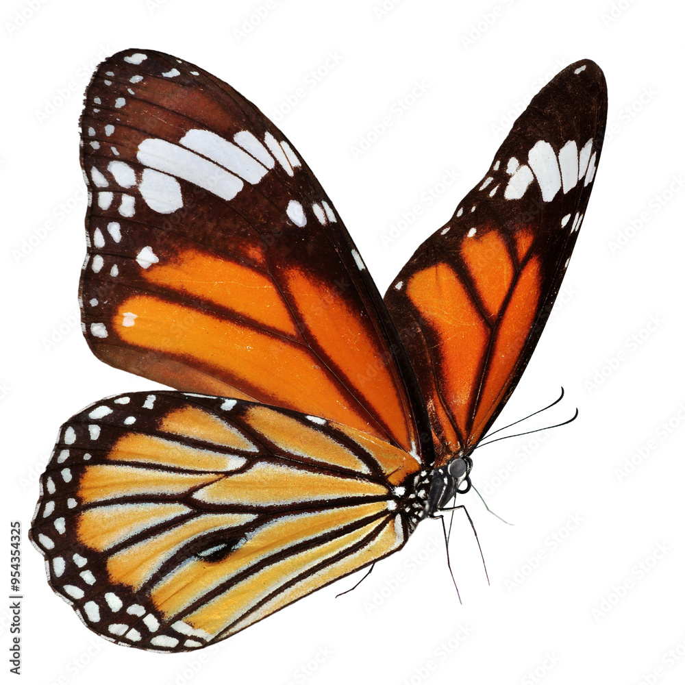 Wall mural Beautiful butterfly isolated on a white background.