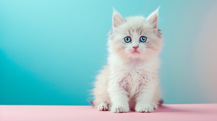 Fototapeta premium A fluffy white kitten with big blue eyes on a pink and blue gradient background