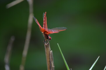 dragonfly macro