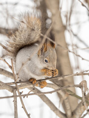 The squirrel with nut sits on tree in the winter or late autumn