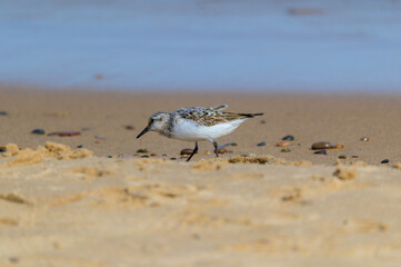 A Semipalmated Sandpiper at Seney National Wildlife Refuge, at Whitefish Point on Lake Superior, near Paradise, Michigan.