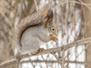 The squirrel with nut sits on tree in the winter or late autumn