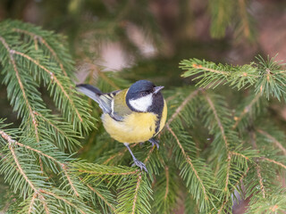 Cute bird Great tit, songbird sitting on the fir branch