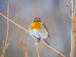 Cute bird the European Robin, Erithacus rubecula. sitting on the tree branch in winter.