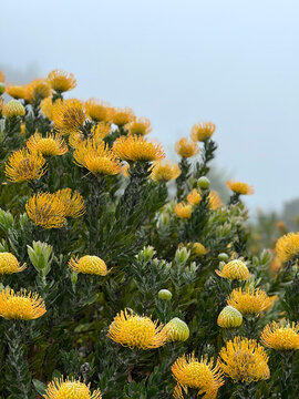 Yellow Pincushion Protea at Kula Lavender Farm in Upcountry Maui