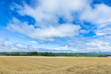 北海道今金町の畑風景