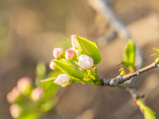 White blossoming apple trees. White apple tree flowers
