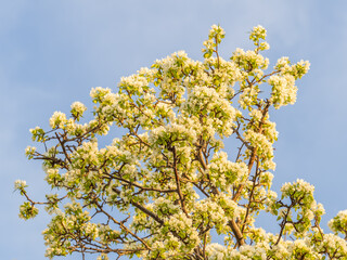 Apple tree branches with white flowers on a background of blue clear sky.