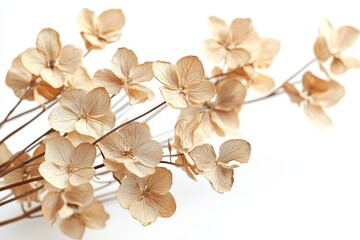 Naklejka premium Elegant dried floral background created with Generative AI