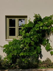 A vine crawls up the side of a building in Corfu, Greece