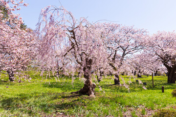 日本の風景・春　北海道松前町の桜