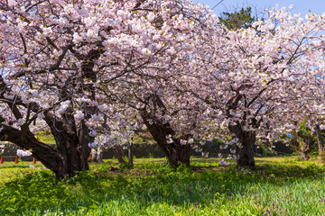 日本の風景・春　北海道松前町の桜