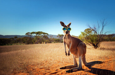 Kangaroo wearing sunglasses in the outback