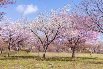 日本の風景・春　北海道松前町の桜