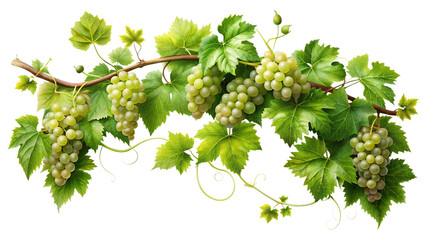 Realistic grape branch with bunches of grapes, for packaging, wine labels, gastro design, advertising and decoration PNG
