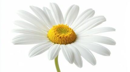 Naklejka premium White daisy on white