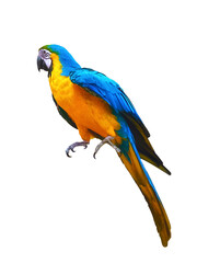A vibrant blue and yellow macaw is isolated on a transparent background.