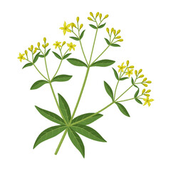 Vector illustration of Rubia tinctorum, also called rose madder, common madder or dyer's madder, isolated on white background.