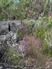flowers in the forest
