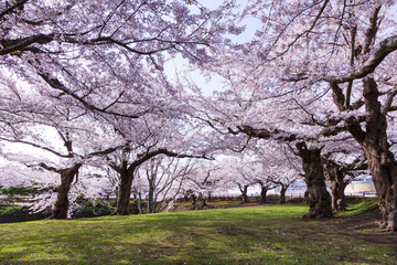日本の風景・春　北海道函館市　五稜郭公園の桜