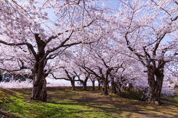 日本の風景・春　北海道函館市　五稜郭公園の桜