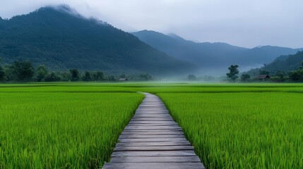Scenic pathway through lush green rice fields, surrounded by misty mountains, evoking tranquility and natural beauty.
