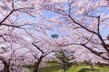 日本の風景・春　北海道函館市　五稜郭公園の桜