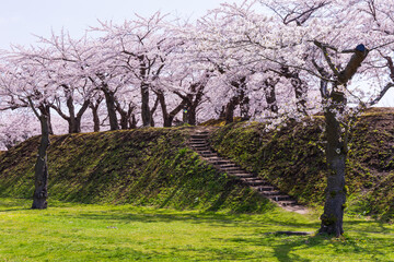 日本の風景・春　北海道函館市　五稜郭公園の桜