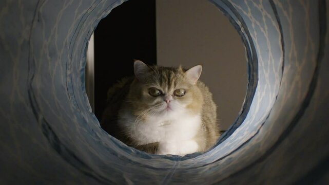 Grey tabby cat as seen through the toy cat tunnel. Munchkin British Shorthair cat sit next to a toy cat tunnel and stares inside. 