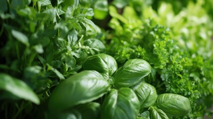 Vibrant Green Herbs in a Garden