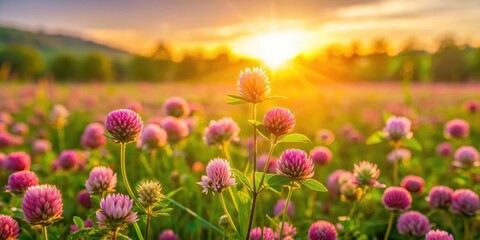 Fototapeta premium Blooming wild clover in a meadow at sunrise, wildflowers, field, nature, floral, sunrise, summer, countryside, meadow, blooming