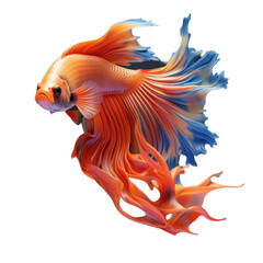 Obraz premium A vibrant orange and blue Siamese fighting fish with flowing fins against a black background.