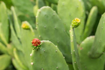 Beautiful Opuntia cochenillifera in the garden.