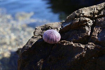 A dead purple sea urchin washed ashore during low tide in Krk Island, Croatia. 