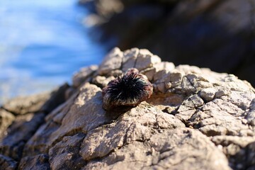 The image depicts a black sea urchin resting on a rocky shore. The foreground is dominated by the urchin, whose dark, needle-like spines stand out against the lighter, textured surface of the rocks. 
