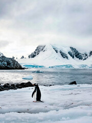 Penguin standing on ice covered shore, looking towards mountains under cloudy sky. Mountains are covered in snow and ice.