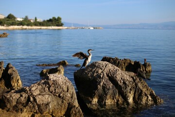 The great cormorant dries its feathers. Sea black bird. 