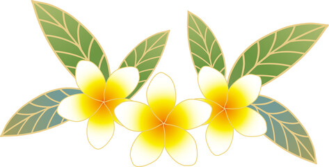 Plumeria illustration tropical plant flower