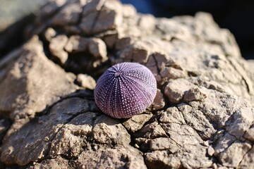 Collection of colorful sea urchin shells on wet weathered by the sea wood planks