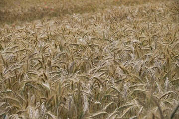 Golden wheat field, close-up shot of ripe crops swaying in sunlight