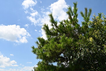 空へと昇る松の木