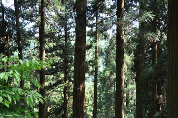 Trees in the woods (Yamadera Temple, Japan)