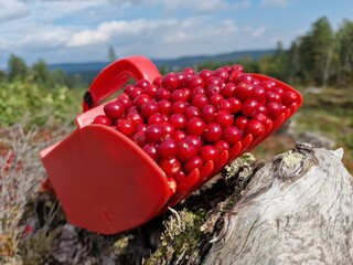 lingonberry
