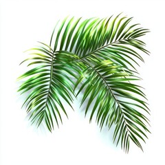 Obraz premium Three Lush Green Palm Fronds Against a White Background