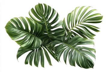 Green Monstera Leaf Arrangement on White Background