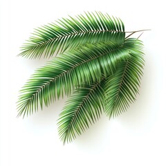 Lush Green Palm Fronds Isolated on White Background
