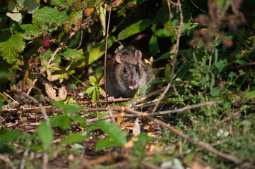 rat