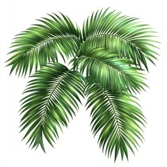 Lush Green Palm Fronds Isolated on White Background