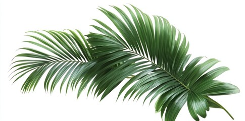 Two Green Palm Fronds Isolated Against a White Background