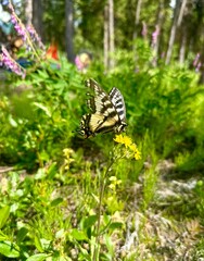 Swallowtail on a flower